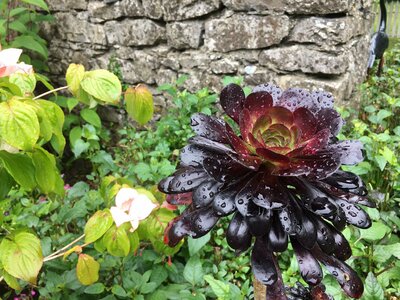 Secret Gardens of Sligo: Heathfield House