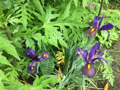 Secret Gardens of Sligo: Heathfield House