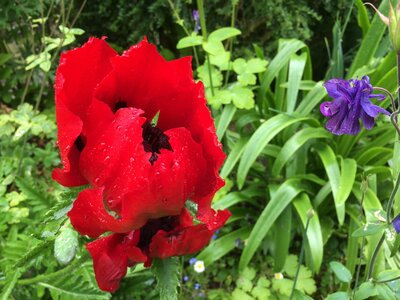 Secret Gardens of Sligo: Heathfield House