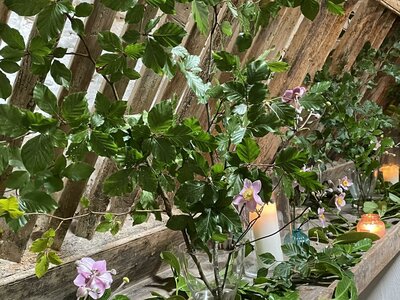 Secret Gardens of Sligo: Juniper Barn