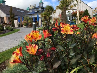 The Shed Distillery Drumshanbo