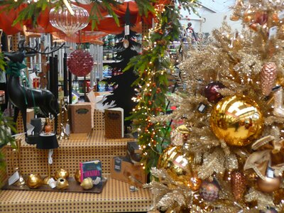 'All that Jazz' - Photo taken at Ardcarne Garden Centre, Boyle - 10/10/2025