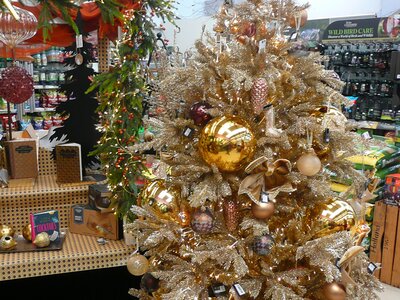 'All that Jazz' - Photo taken at Ardcarne Garden Centre, Boyle - 10/10/2025