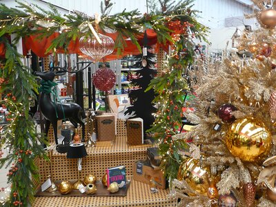 'All that Jazz' - Photo taken at Ardcarne Garden Centre, Boyle - 10/10/2025