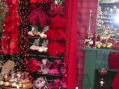 'Palazzo Chic' - Photo taken at Ardcarne Garden Centre, Boyle - 10/10/2025