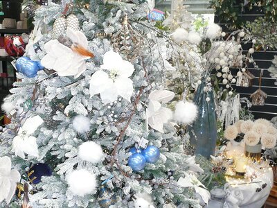 'Snow Moon' - Photo taken at Ardcarne Garden Centre, Boyle - 10/10/2025