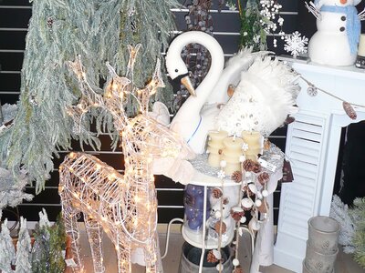 'Snow Moon' - Photo taken at Ardcarne Garden Centre, Boyle - 10/10/2025