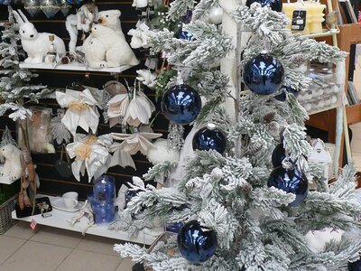 'Snow Moon' - Photo taken at Ardcarne Garden Centre, Boyle - 10/10/2025