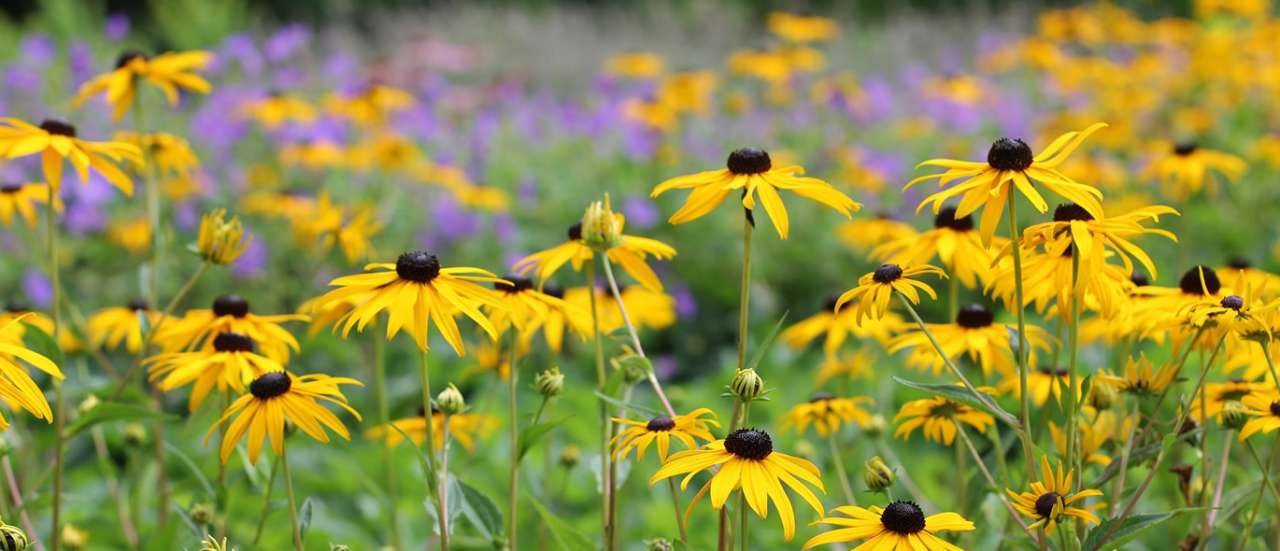 Rudbeckia - Image by Peggy from Pixabay
