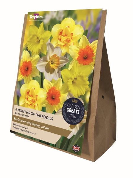 4 Months Of Daffodils Collection - Image courtesy of Taylor's Bulbs