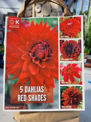 5 Dahlias Red Shades - Image by Ardcarne Garden Centre