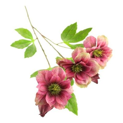 Ashwood Hellebore Spray -Image courtesy of Sage Décor