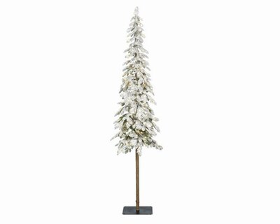 Alpine fir snowy (green; white )