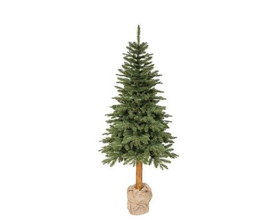 6ft Tiaga fir tree