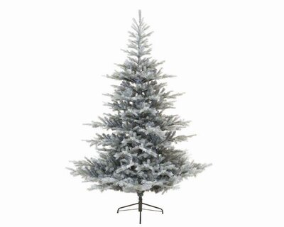 Grandis fir frosted (grey)