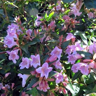 Abelia Edward Goucher  - Photo by Leonora (Ellie) Enking (CC BY-SA 2.0)