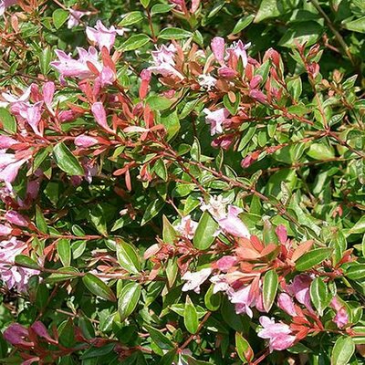 Abelia grandiflora - Photo by KENPEI (GFDL)