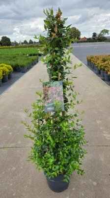 Abelia Grandiflora - Image courtesy of Impulse Plants