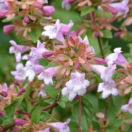 Abelia parvifolia 'Bumblebee' - Extract of public image here under fair use