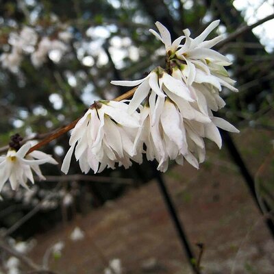 Abeliophyllium distichum - Photo by 阿橋 HQ (CC BY-SA 2.0)