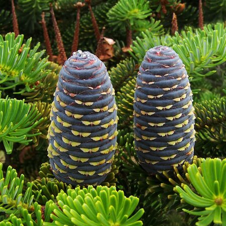 Abies koreana - Photo by Lestath (CC BY-SA 4.0)