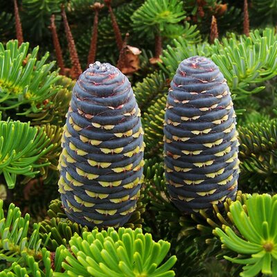 Abies koreana - Photo by Lestath (CC BY-SA 4.0)