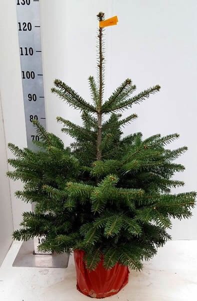 Abies nordmanniana (12L pot)