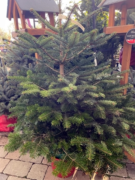 Abies nordmanniana / Nordman Fir Potted Tree (10L pot) - Ardcarne ...