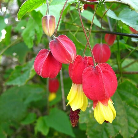 Abutilon megapotanicum 'Variegata' - Photo by f99aq (CC BY-SA 2.0)