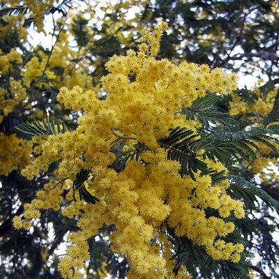 Acacia 'Dealbata' - Photo by Eugene Zelenko (CC BY-3.0)