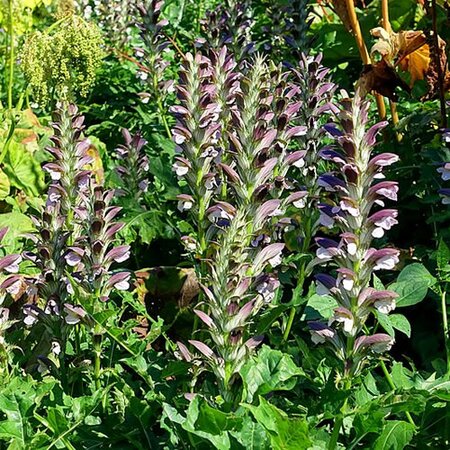 Acanthus Hungaricus - Photo by Daderot (CC0)