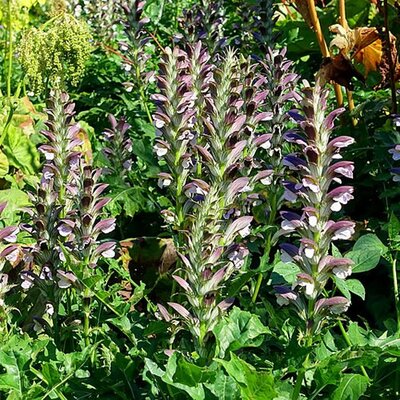 Acanthus Hungaricus - Photo by Daderot (CC0)