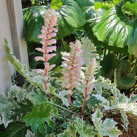 Acanthus “Whitewater “ - Photo by cultivar413 (CC BY-SA 2.0)