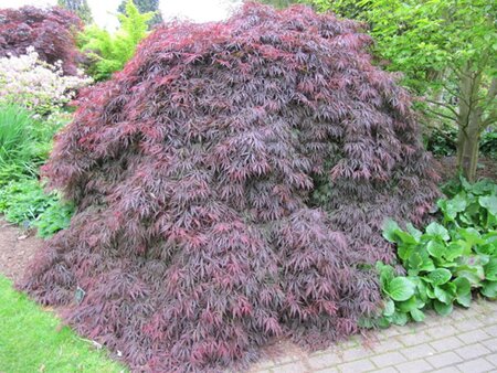 Acer Atropurpureum - Photo by Leonora (Ellie) Enking (CC BY-SA 2.0)