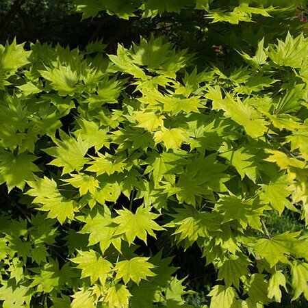 Acer Aureum - Photo by Dinkum (CC BY-SA 3.0)