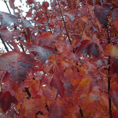 Acer 'Autumn Blaze' (10L pot)