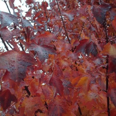 Acer “Autumn Blaze” - Photo by Jnubbca (CC BY-SA 3.0)