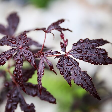 Acer “Black Lace” - Image by Ilona Ilyés from Pixabay  