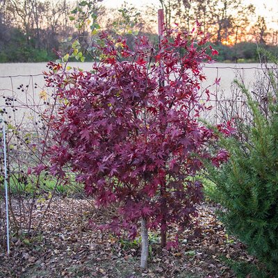 Acer Bloodgood - Photo by F. D. Richards (CC BY-SA 2.0)