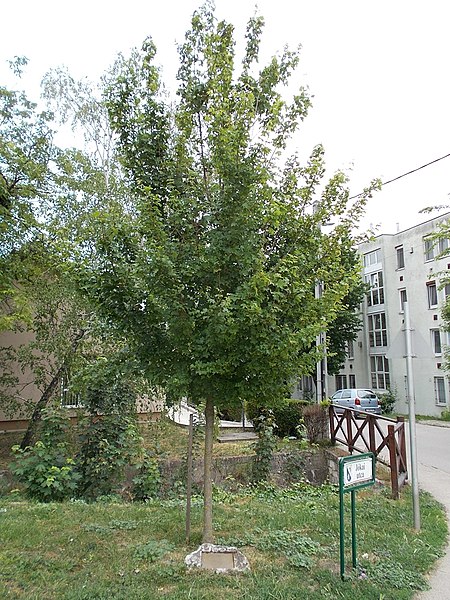 Acer Campestre 'Elsrijk' - Photo by Globetrotter19 (CC BY-SA 3.0)