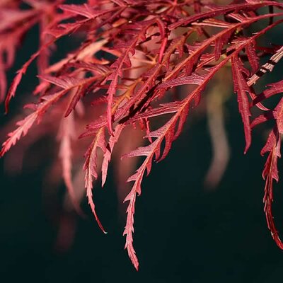 Acer "Firecracker" - Image courtesy of Piqsels (CC0)