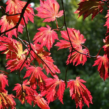 Acer japonica Aconitifolium - Photo by Jean-Pol GRANDMONT (CC BY-SA 3.0)