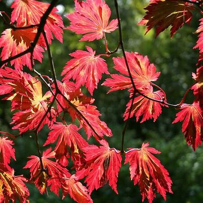 Acer japonica Aconitifolium - Photo by Jean-Pol GRANDMONT (CC BY-SA 3.0)