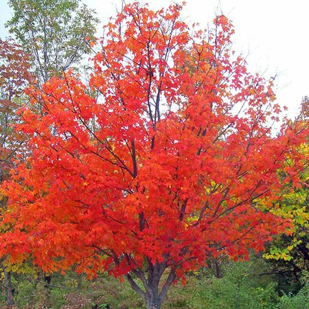 Acer 'Jeffersred' - Photo by David Wagner (CC0)