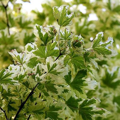 Acer P. Drummondii - Image by Гурьева Светлана (CC BY-SA 4.0)