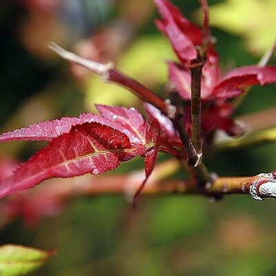 Acer Palmatum 'Fireglow' - Photo by David J. Stang (CC BY-SA 4.0)