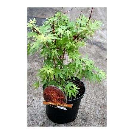 Acer Palmatum 'Sango-Kaku' (20L pot)