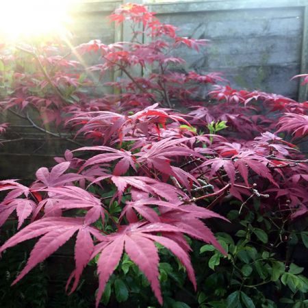 Acer Palmatum “Bloodgood” - Image by sfaricy from Pixabay 