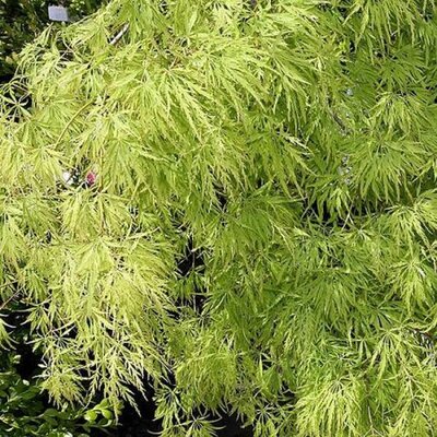 Acer 'Dissectum' - Photo by David J. Stang (CC BY-SA 4.0)