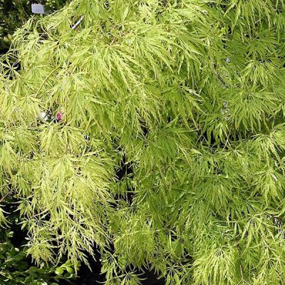 Acer Palmatum Dissectum - Photo by David J. Stang (CC BY-SA 4.0)